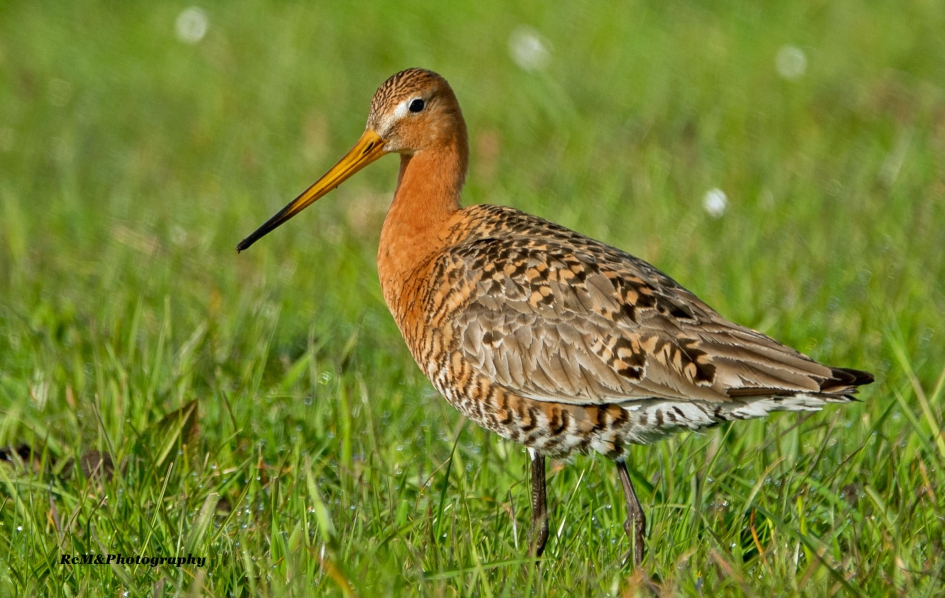 Grutto. - Vogels - Grutto.