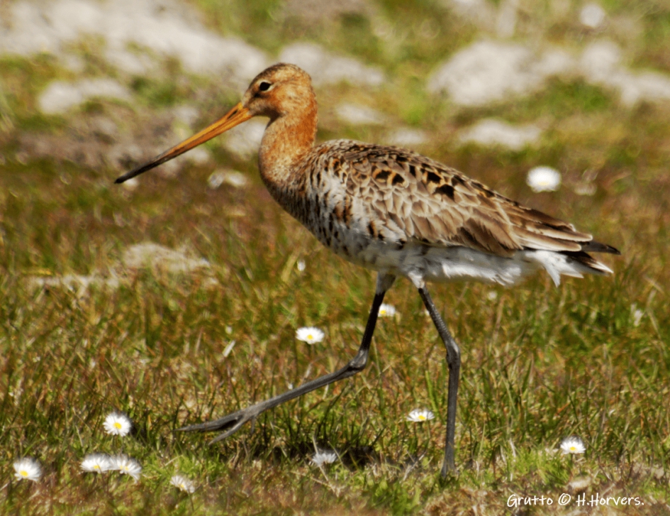 Grutto - Vogels - Grutto