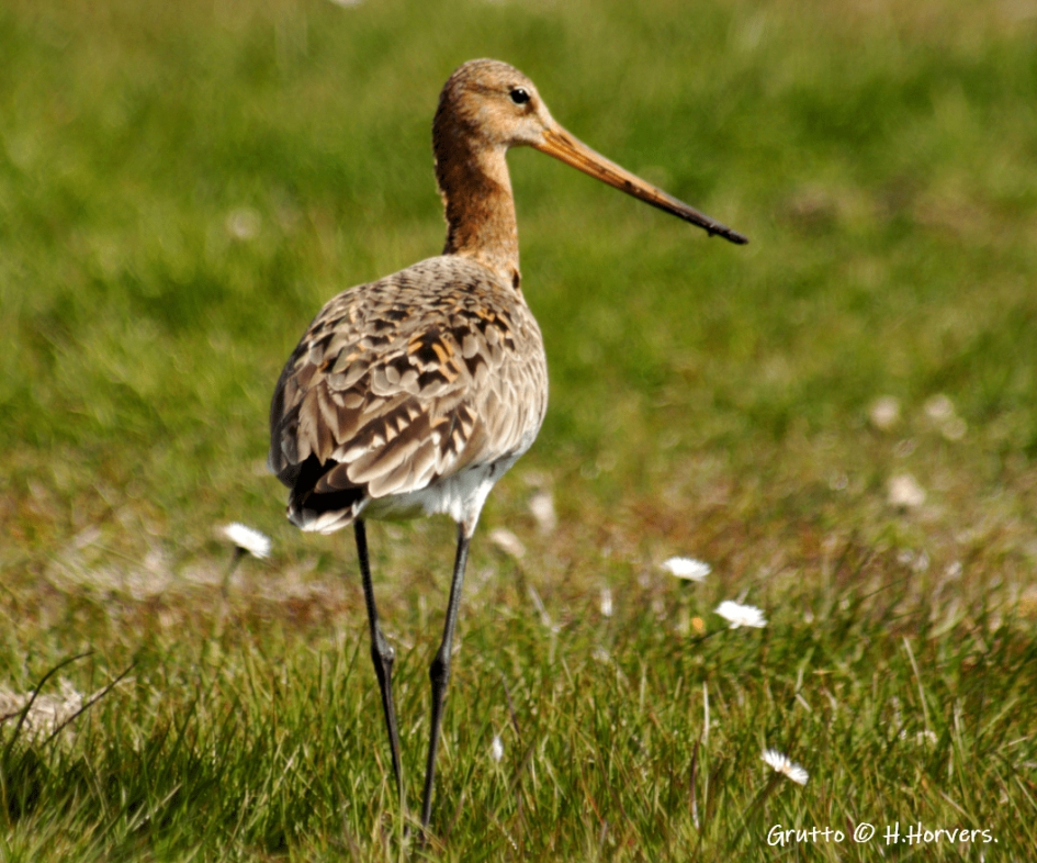 Grutto - Vogels - Grutto