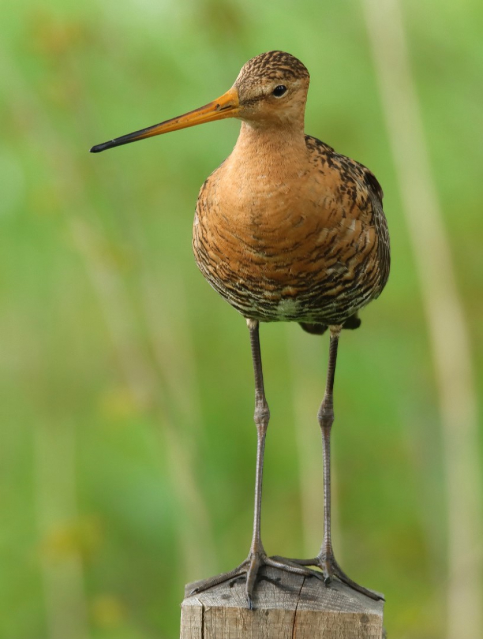 Grutto - Vogels - Grutto