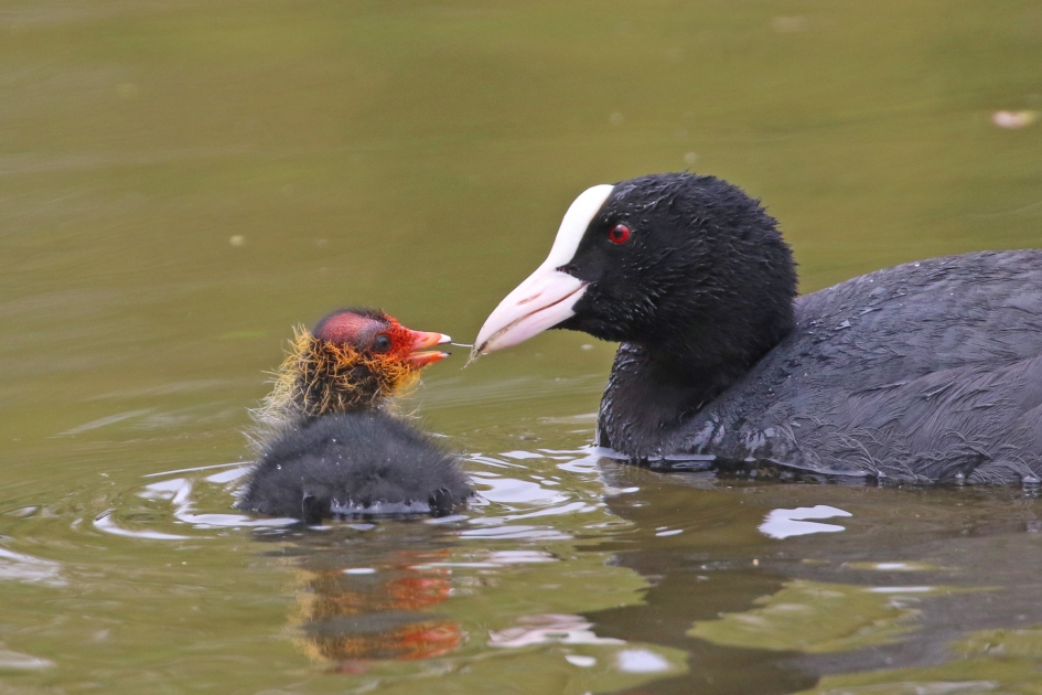 Hapje voor de kleine - Vogels - Meerkoet