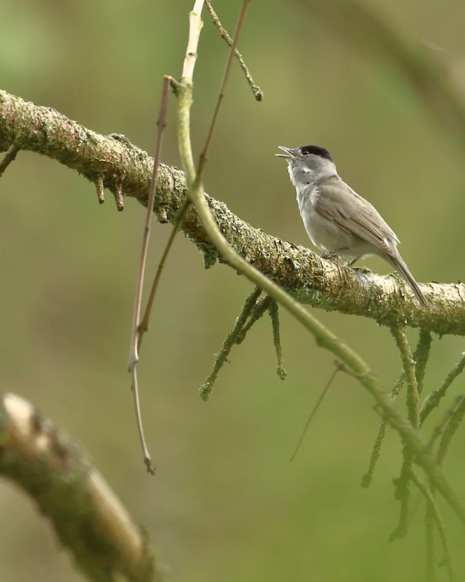 het oude liedje - Vogels - zwartkop