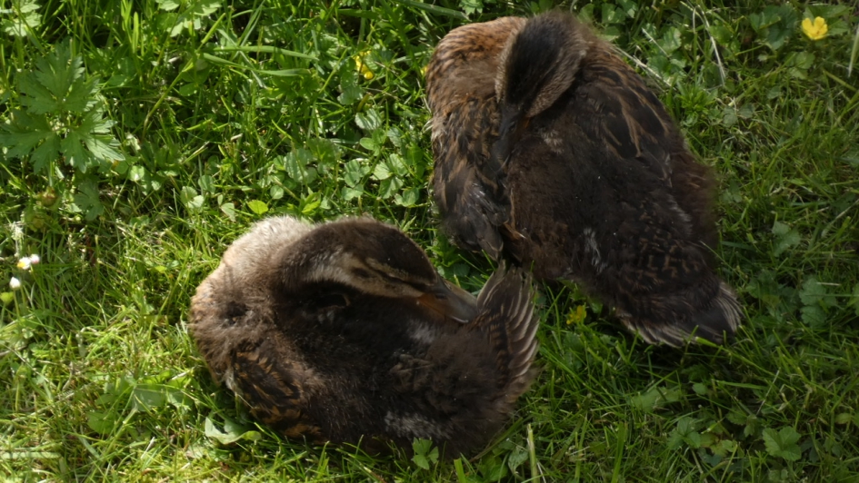 Hier liggen ze met z’n tweetjes. - Vogels - Wilde eend