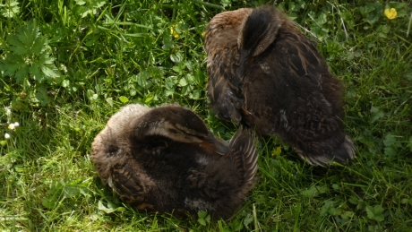 Hier liggen ze met z’n tweetjes.