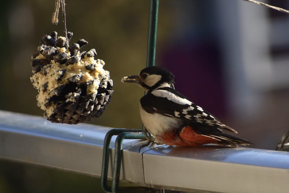 Hij is weer terug de specht.... - Vogels - Grote bonte specht