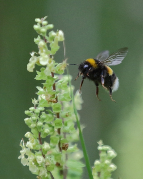 hommel uit de aardhommelgroep