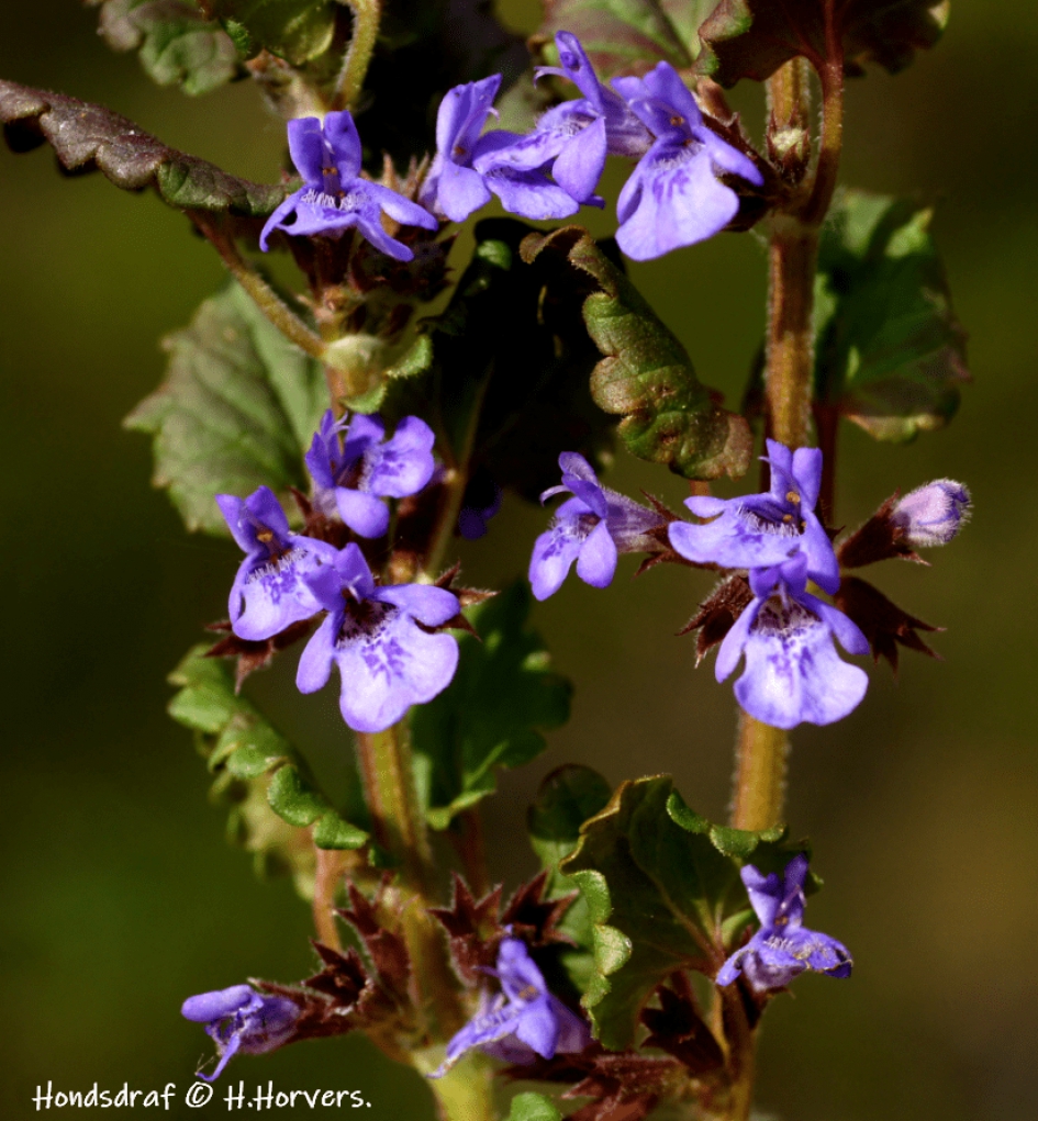 Hondsdraf (1) - Planten - Hondsdraf (1)