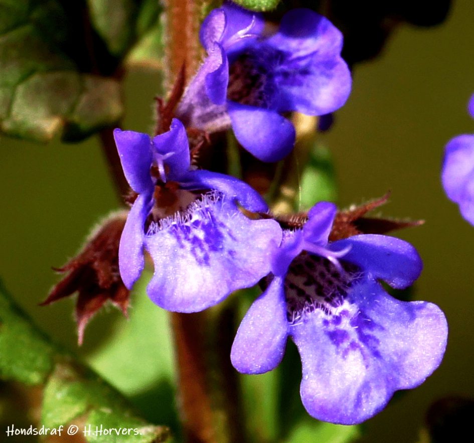 Hondsdraf - Planten - Hondsdraf