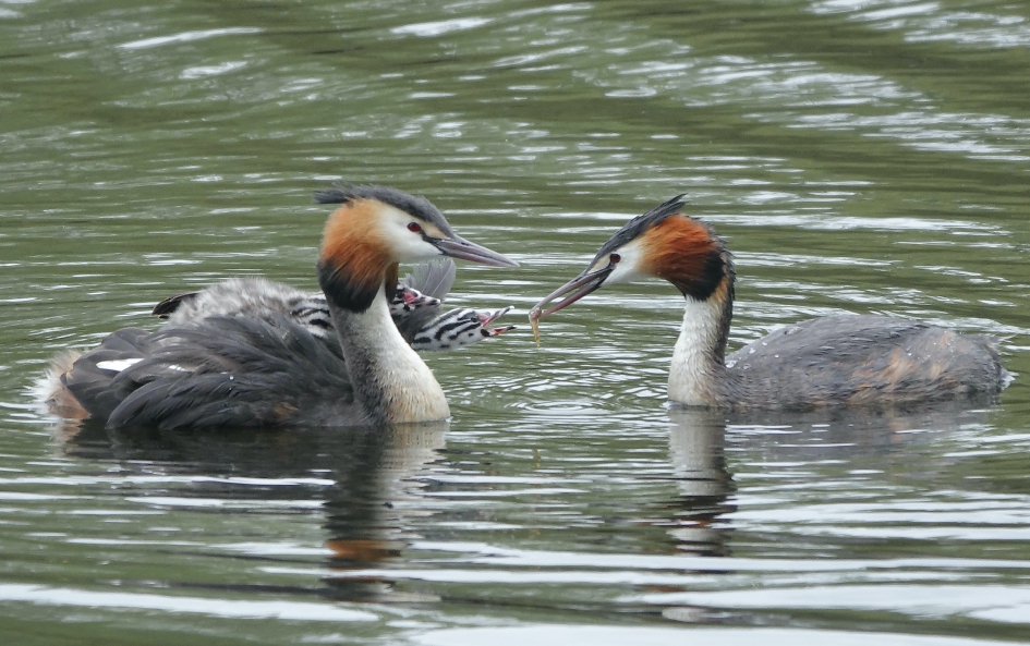 Hongerige Kroost - Vogels - Fuut