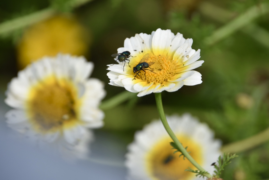 Hoog bezoek - Planten - 