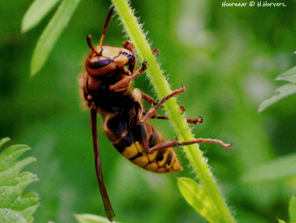 Hoornaar - Geleedpotigen - Hoornaar