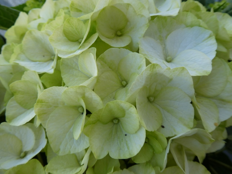 Hortensia - Planten - 