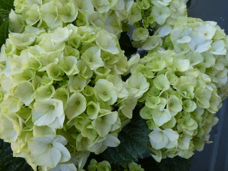 Hortensia - Planten - 