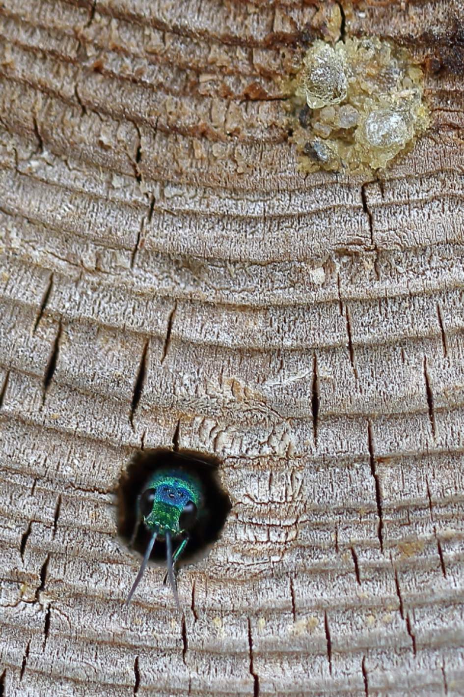 hotelkamer met uitzicht - Geleedpotigen - goudwesp