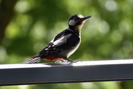 Iedere morgen op bezoek