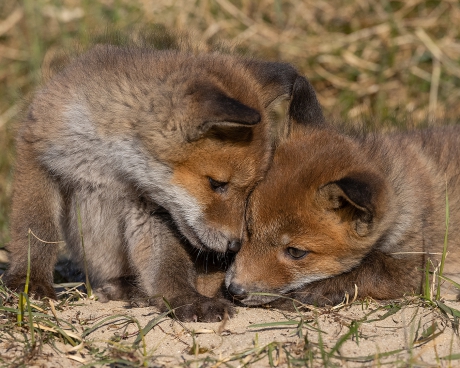 Ik hou voor altijd van je
