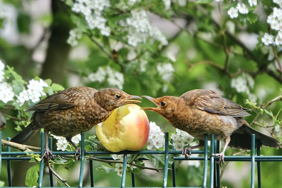 Ik wil ook!! - Vogels - Merel