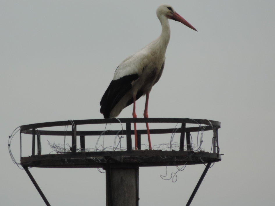 Ik zoek nog een klusjesman! - Vogels - Ooievaar zoekt hulp in de huishouding!