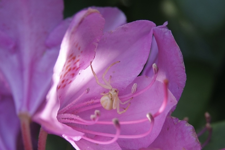 Kameleon in de Rodondendron