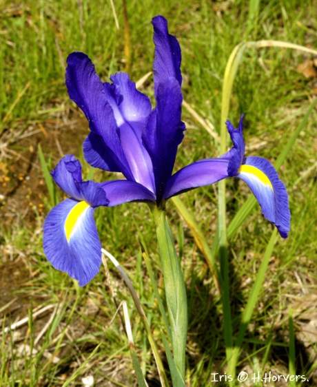 Iris
