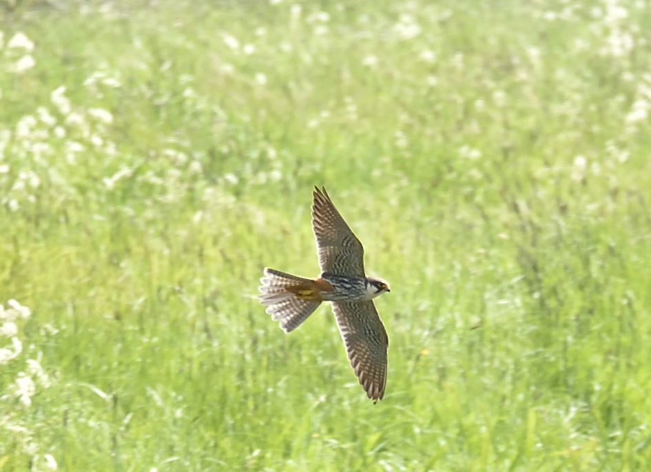jagende boomvalk - Vogels - Boomvalk