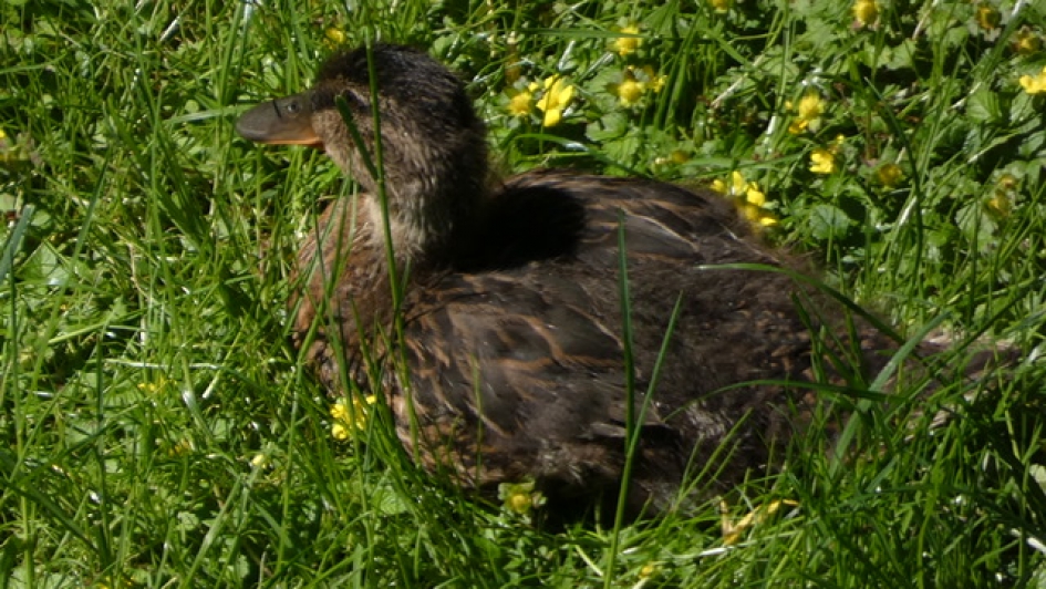 Jong eendje ligt heerlijk te dutten in het zonnetje - Vogels - Wilde eend