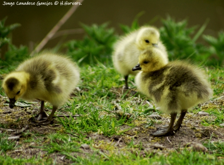 Jonge Canadese Ganzen