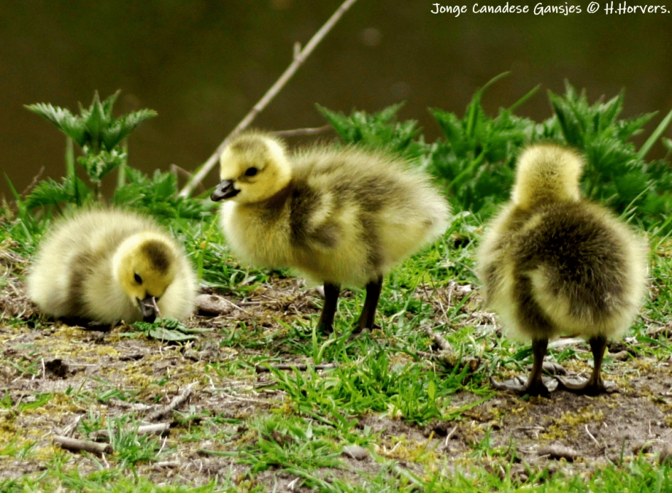 Jonge Canadese Ganzen - Vogels - Jonge Canadese Ganzen