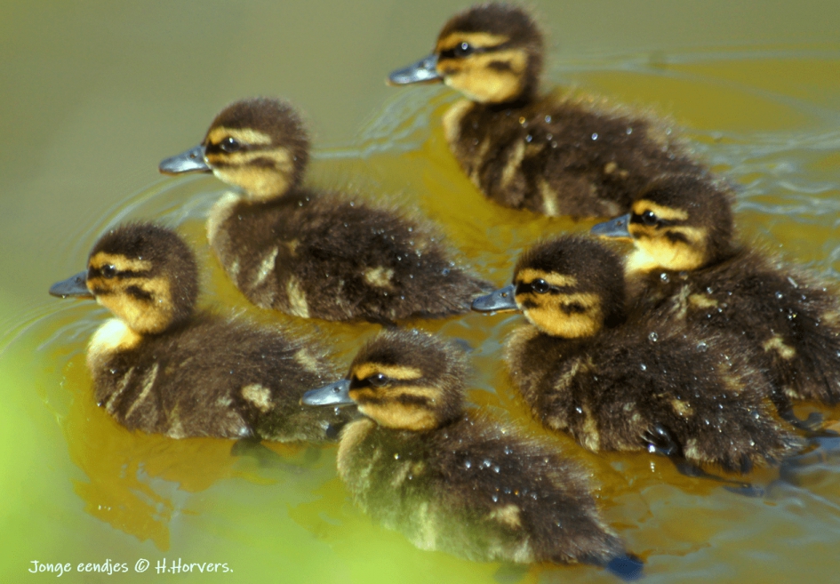 Jonge eendjes - Vogels - Jonge eendjes