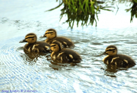 Jonge eendjes