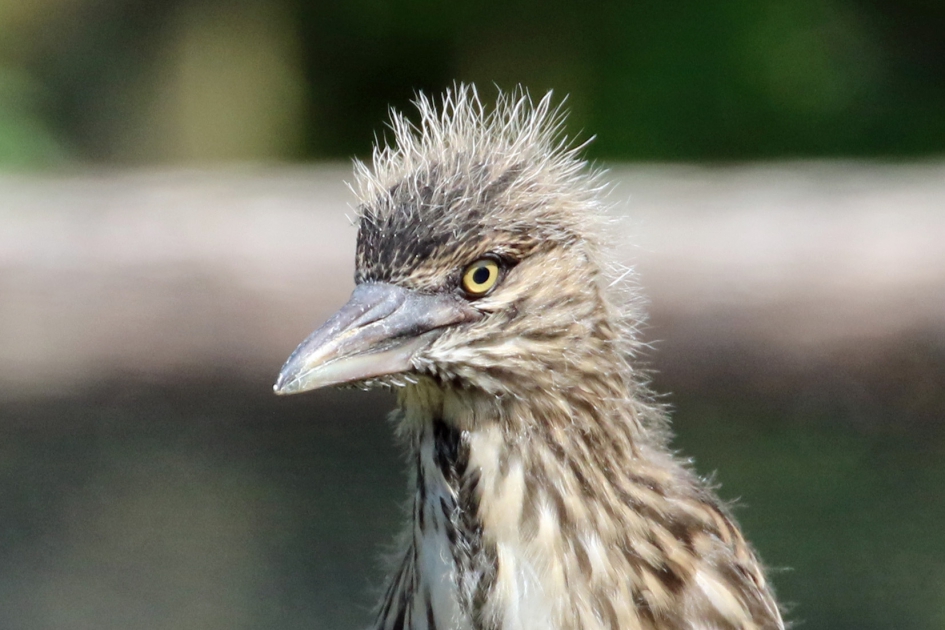 Jonge kwak - Vogels - 
