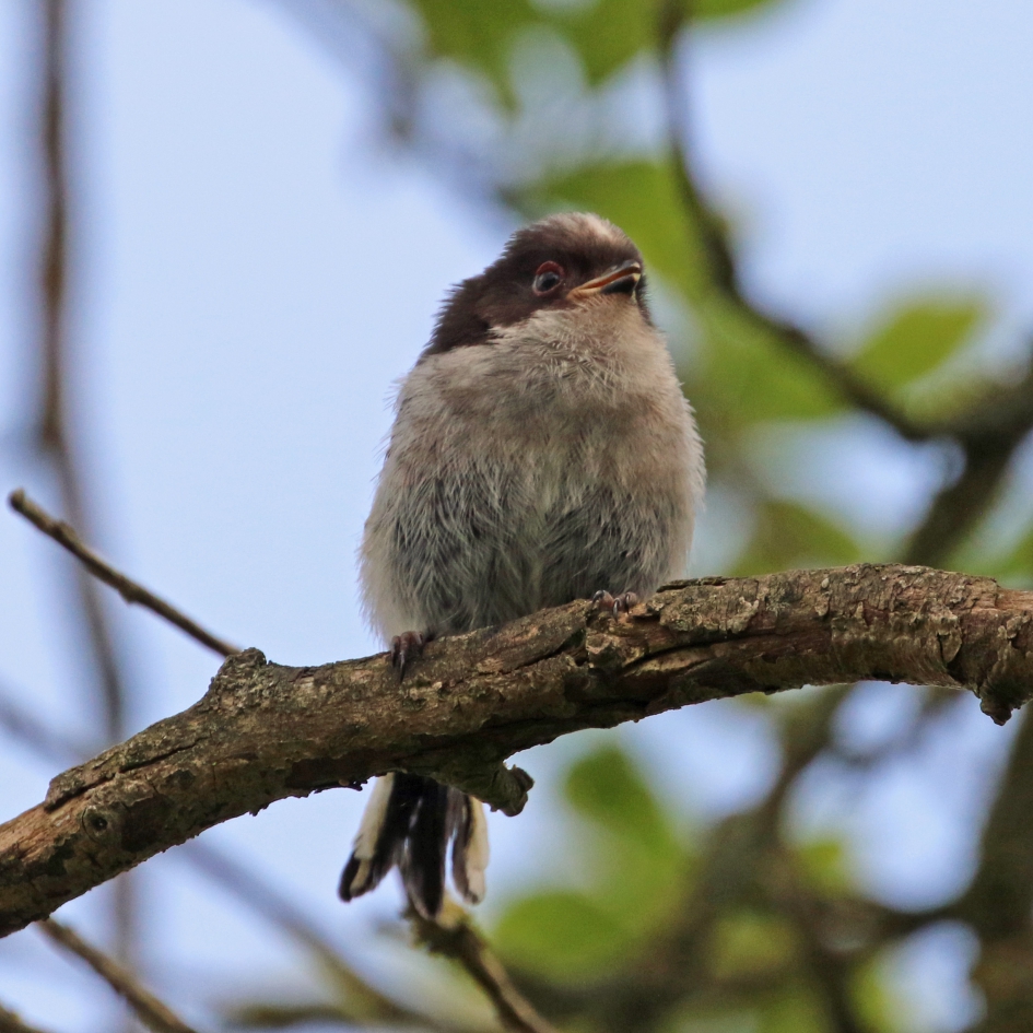 Jonge staartmees - Vogels - Staartmees