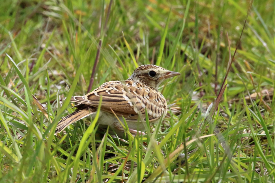 Jonge veldleeuwerik - Vogels - 