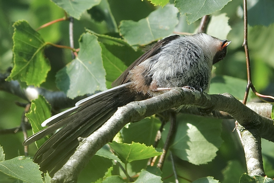 Jonge Zonaanbidder - Vogels - Staartmees