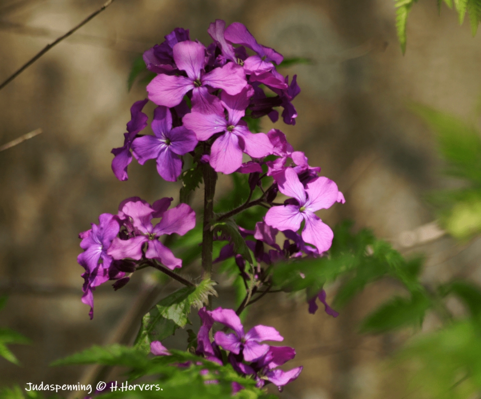 Judaspenning - Planten - Judaspenning