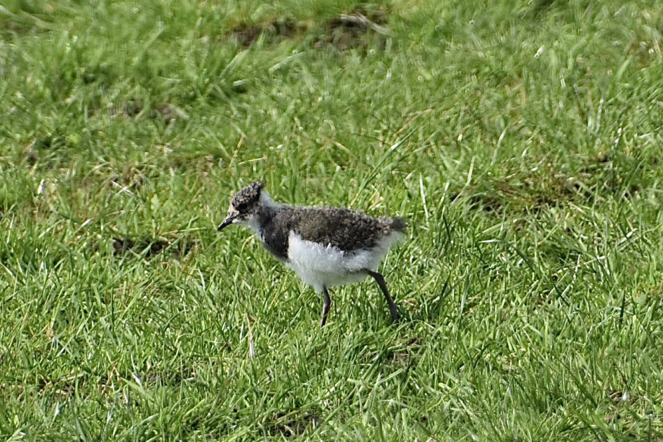 Kieviet jong - Vogels - 