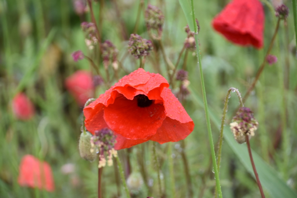 Klaproos 2 - Planten - 