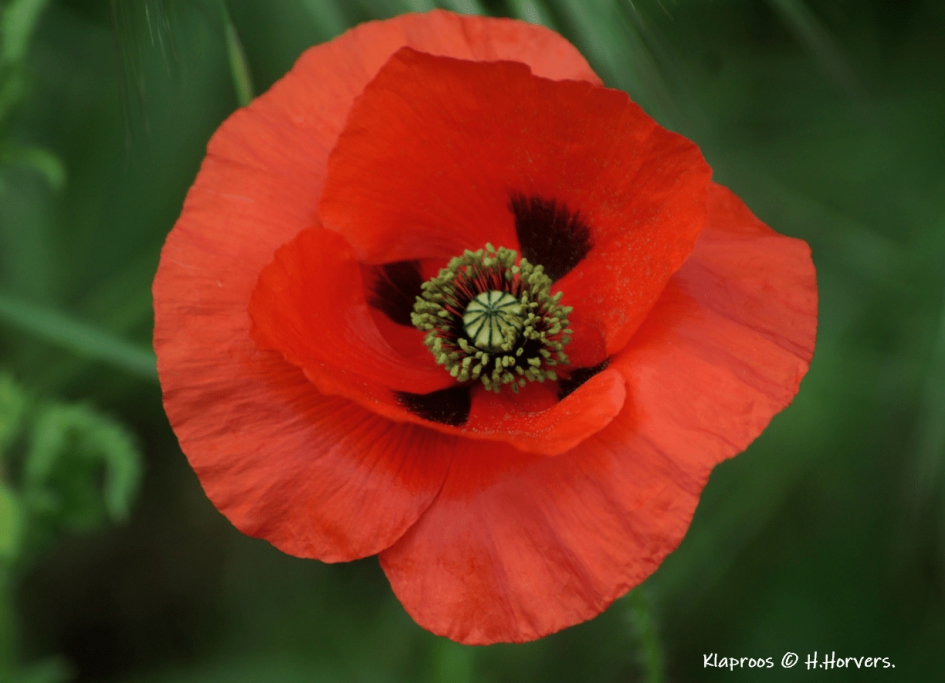 Klaproos. - Planten - Klaproos.