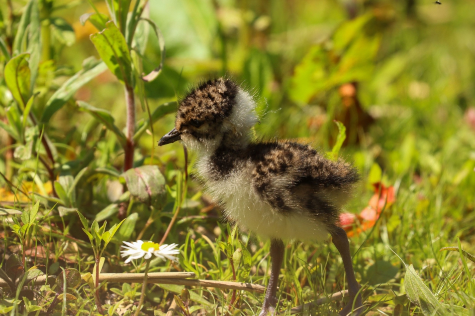 Kleine avonturier - Vogels - kievit