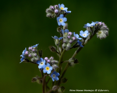 Kleine blauwe bloempjes.
