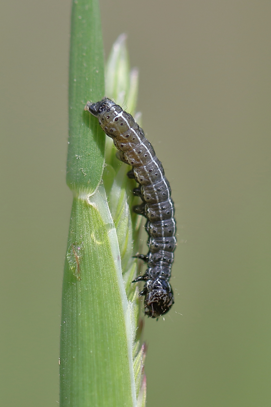kleine voorjaarsuil - Geleedpotigen - kleine voorjaarsuil