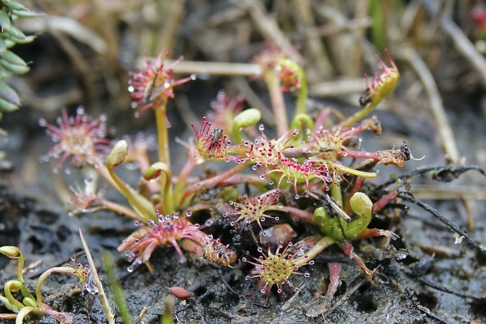 Kleine Zonnedauw - Planten - Kleine Zonnedauw