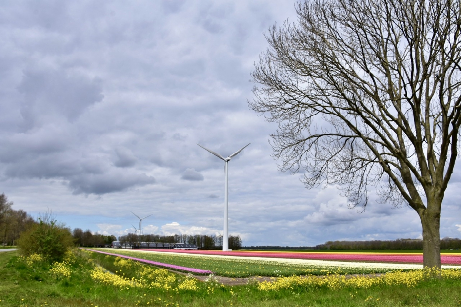 Kleurige bollenvelden - Planten - 