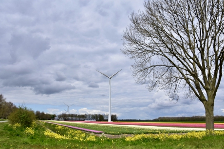 Kleurige bollenvelden