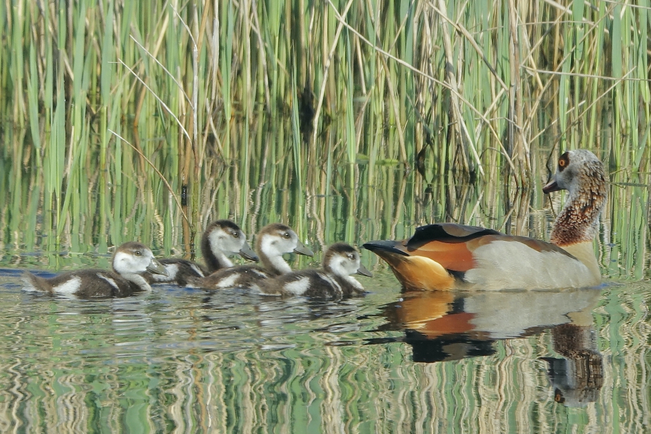 Kleurrijke moeder met kroost - Vogels - Nijlgans