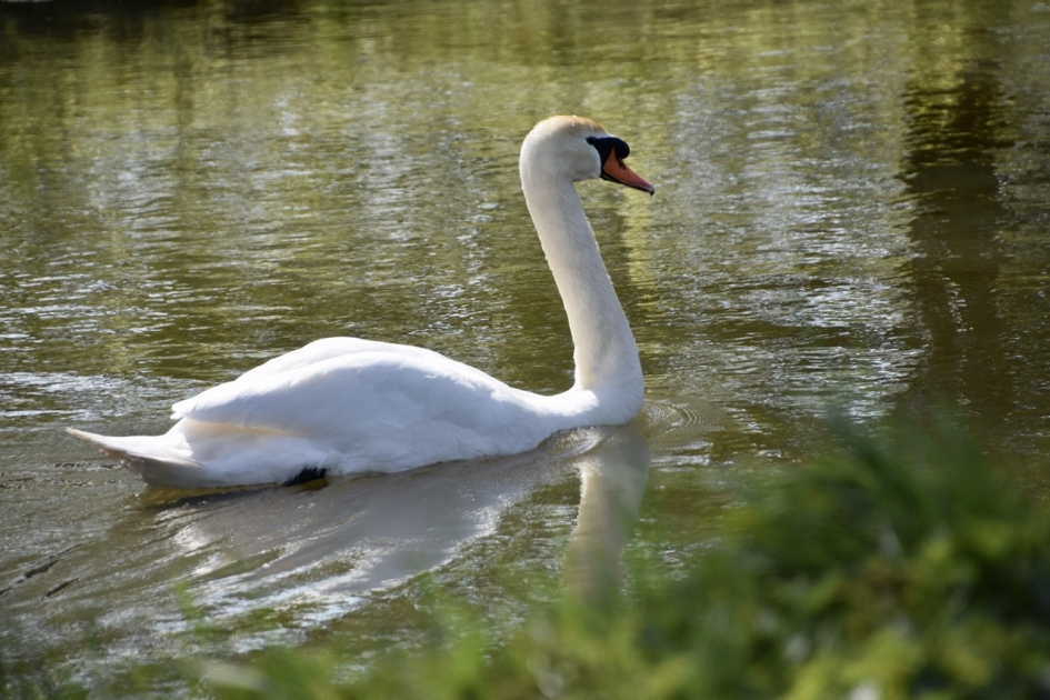 Knobbelzwaan - Vogels - 