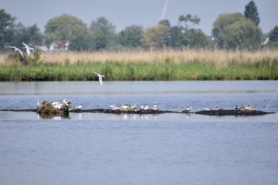Kokmeeuwen en sterns - Vogels - 