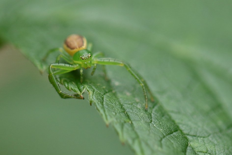 groene krabspin - Geleedpotigen - komkommerspin