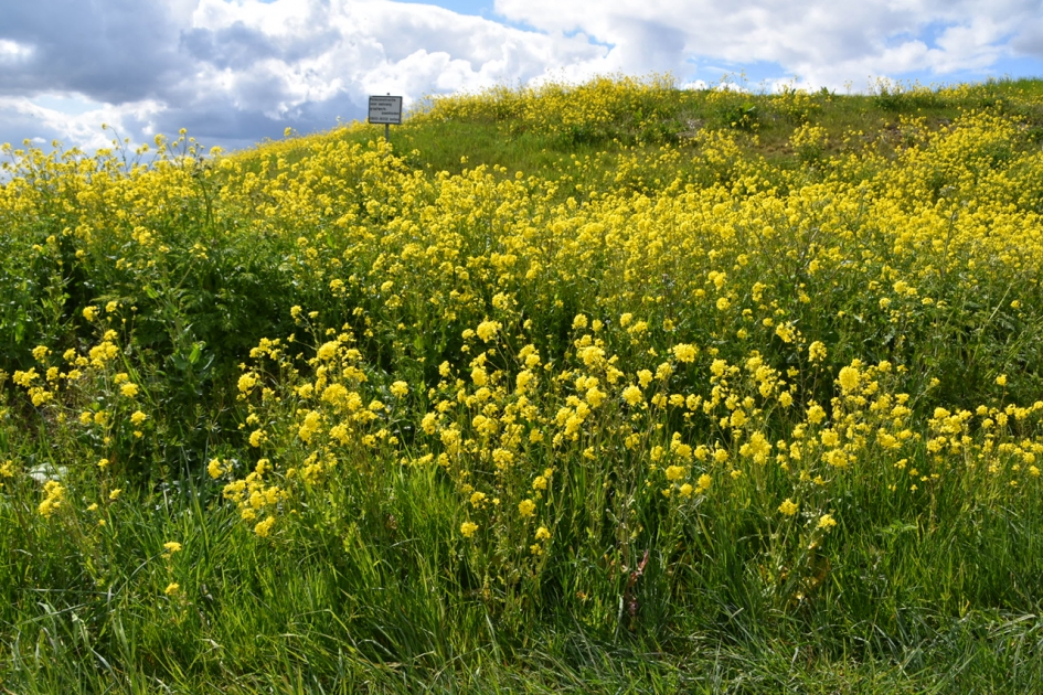 Koolzaad - Planten - 