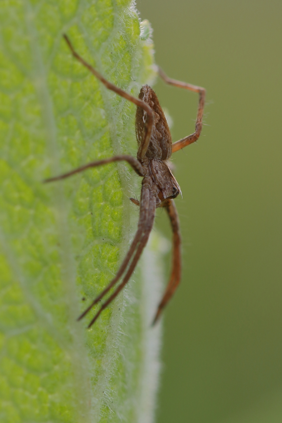 kraamwebspin - Geleedpotigen - kraamwebspin